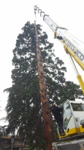 Démontage d'un sequoia à la grue