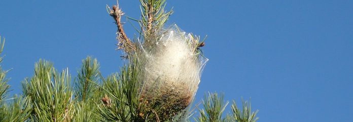 Enlèvement chenilles processionnaires