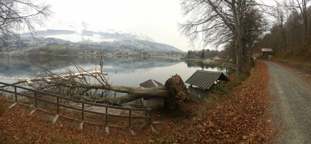 Intervention d'urgence arbre