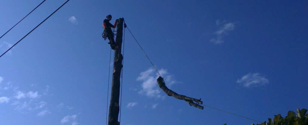 Abattage et démontage d'arbres