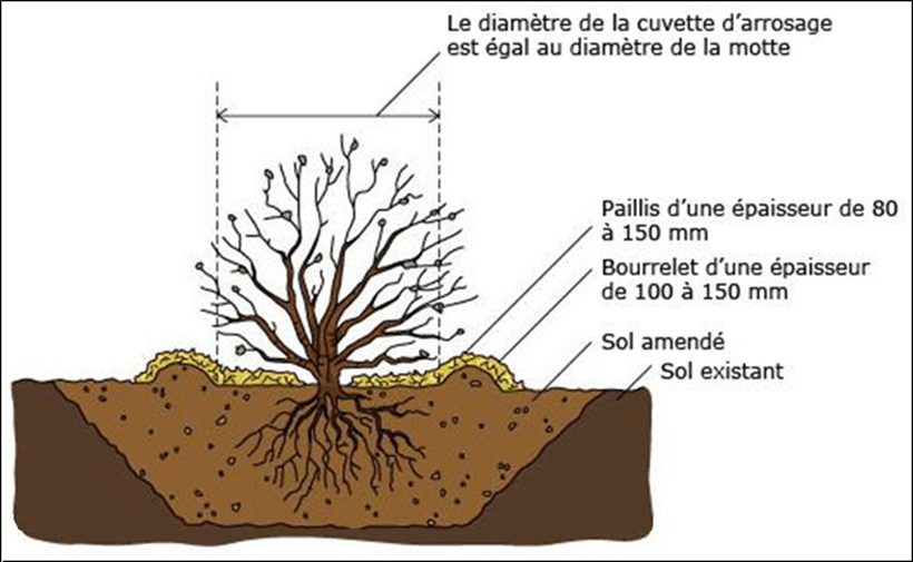 Schéma plantation d'arbre