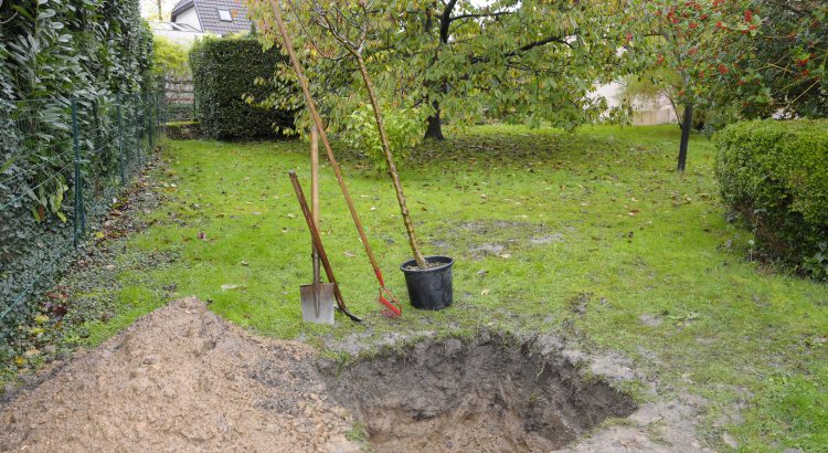 Plantations d'arbre