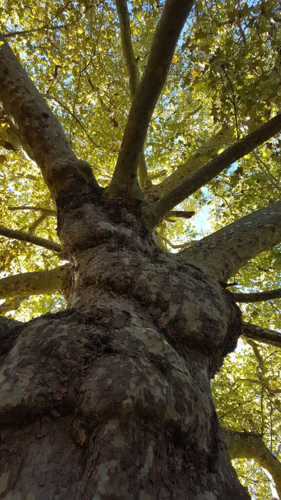 Gestion patrimoine arboré