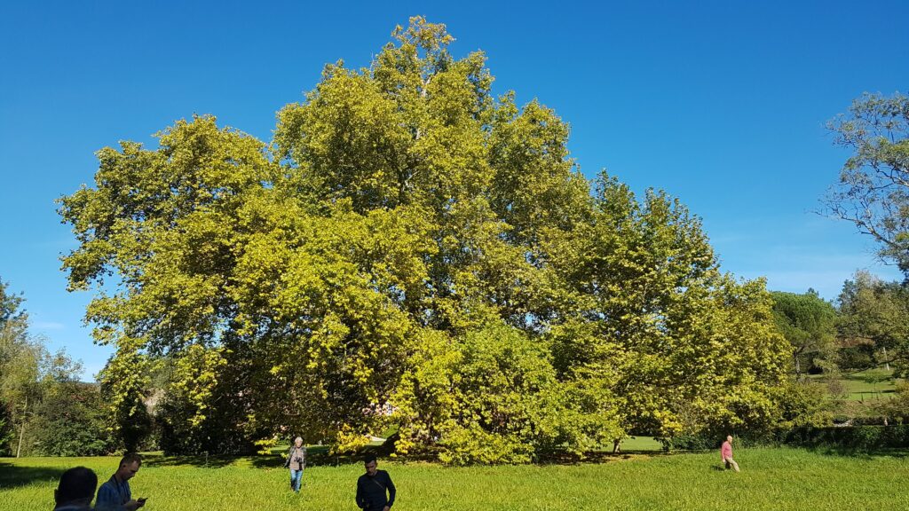 Gestion patrimoine arboré