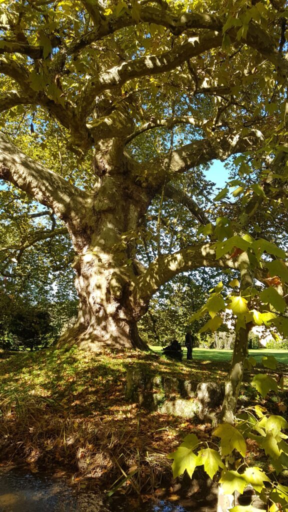 Gestion patrimoine arboré