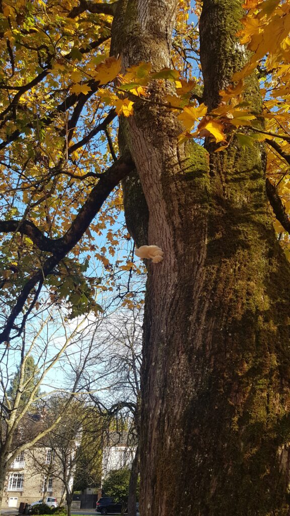 Recherche et identification de pathologie de l'arbre