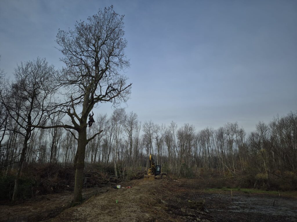 Expertise endoscopique