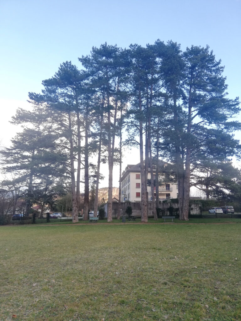 Expertise et inventaire SIG arboriste